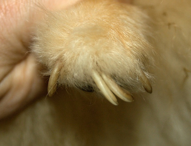 5 signes que votre chien de sauvetage peut provenir d'une maison abusive
