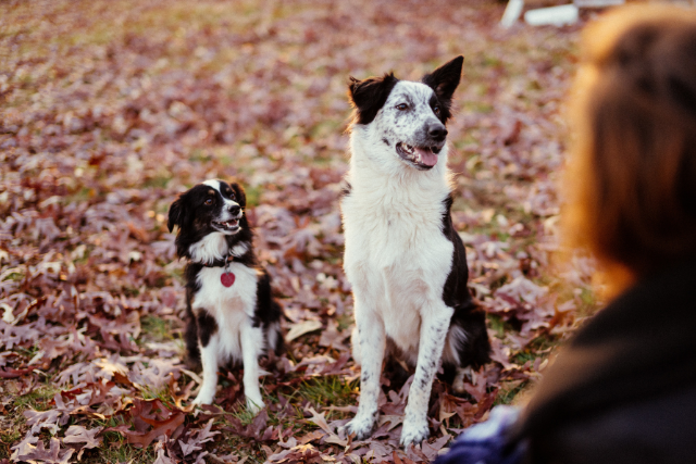 6 signes que votre chien vous fait confiance