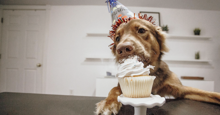 Ces cinq États ont les chiens les plus gâtés du pays !
