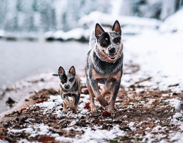 Cet artiste amoureux des animaux photoshope des photos de chiens à côté de leur plus jeune !
