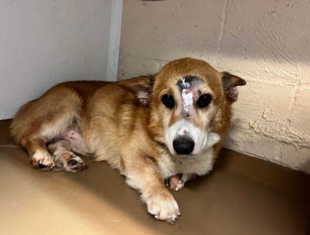 Corgi blessé sauvé