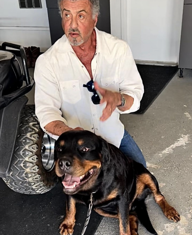 Sylvester Stallone avec un nouveau chien