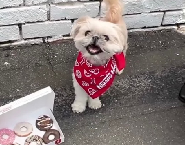 En cette journée nationale du chien, Krispy Kreme offre à votre chien quelque chose de génial
