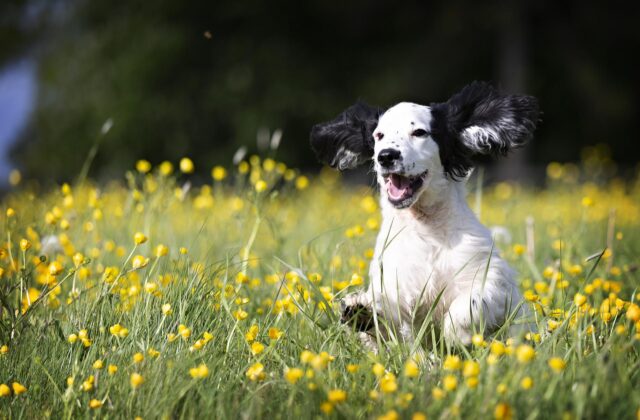 Chien gambader dans les fleurs