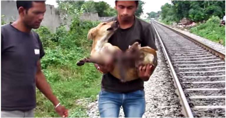 Ils devaient faire preuve de miséricorde et mettre fin à sa vie, mais "l'amour" les a guidés ailleurs
