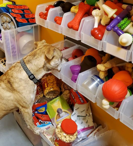 "Journée Burrito" dans ce refuge signifie bien plus pour les chiens qu'une simple collation savoureuse
