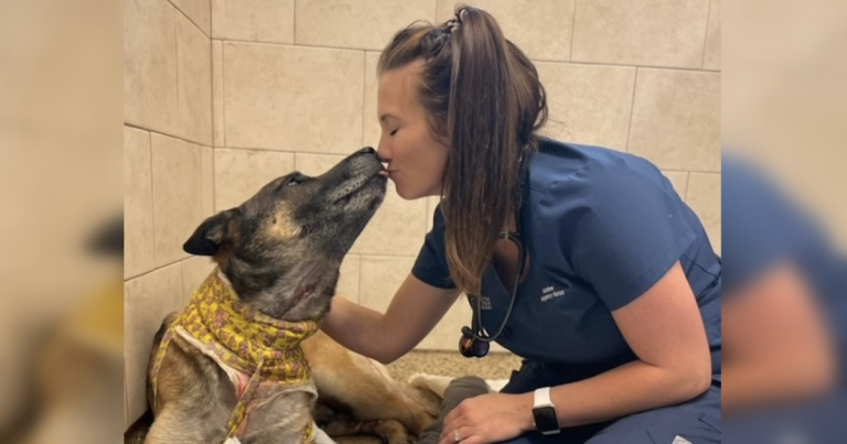 Le brave policier K9 se bat pour sa vie après s'être fait tirer dessus trois fois
