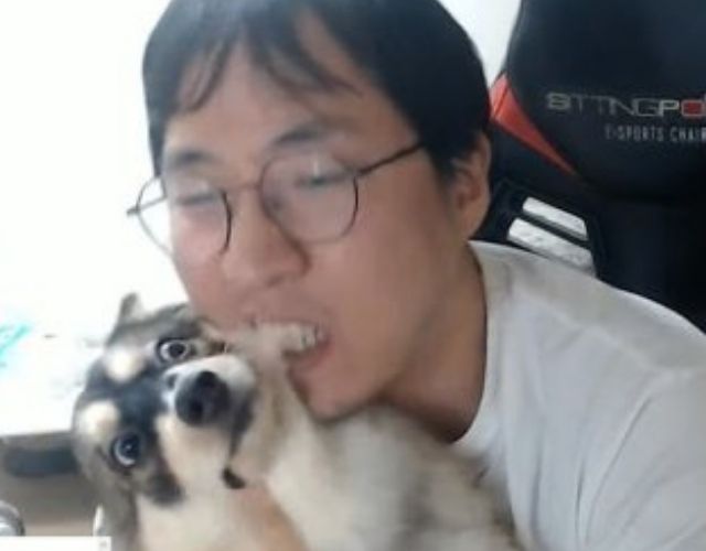 Les chiens souffrent car de plus en plus sont maltraités en ligne, et la justice n'est jamais rendue
