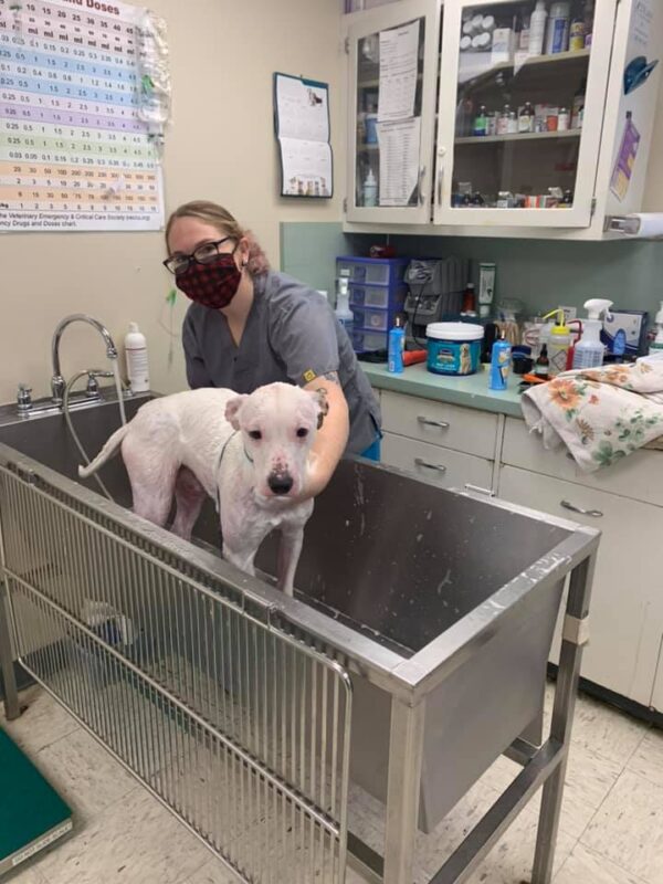 Pit Bull abandonné avec Frostbite s'accroche à la serviette pour se réchauffer
