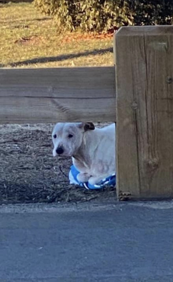Chien gelé abandonné