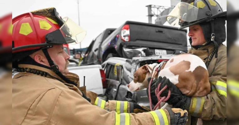 Plusieurs chiens sauvés d'un carambolage mortel à Fort Worth, au Texas
