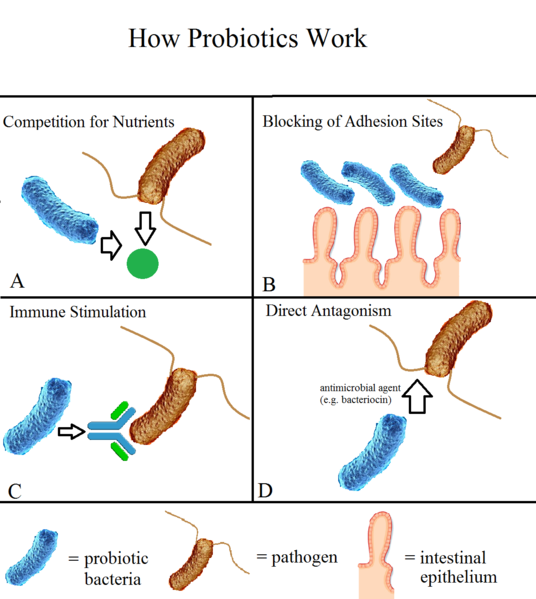 probiotique-et-beta-glucane