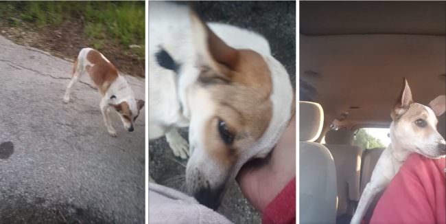 Soyez témoin du moment sincère où un chien abandonné se rend compte qu'il est sauvé
