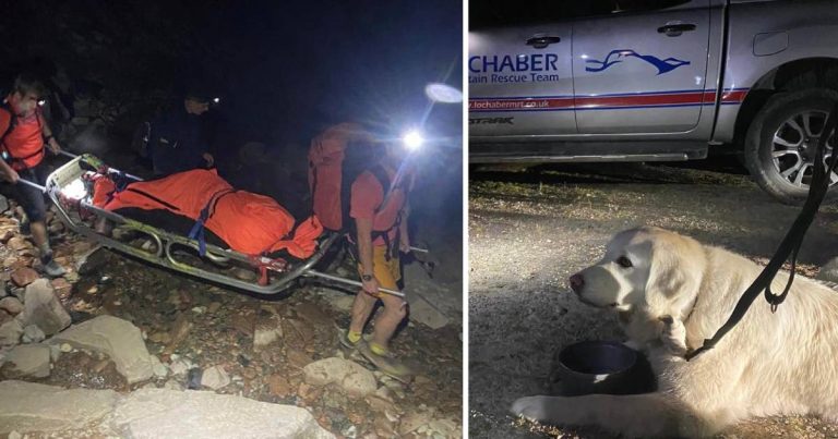 Un chien atteint son "point culminant" et se fait transporter en bas de la montagne sur une civière
