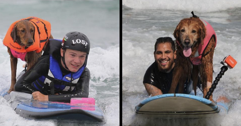 Un chien de thérapie de surf inspirant frappe les vagues une dernière fois

