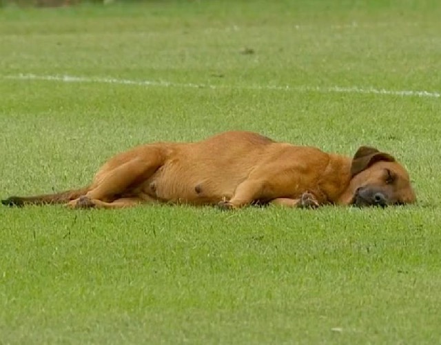 Le chien fait la sieste 