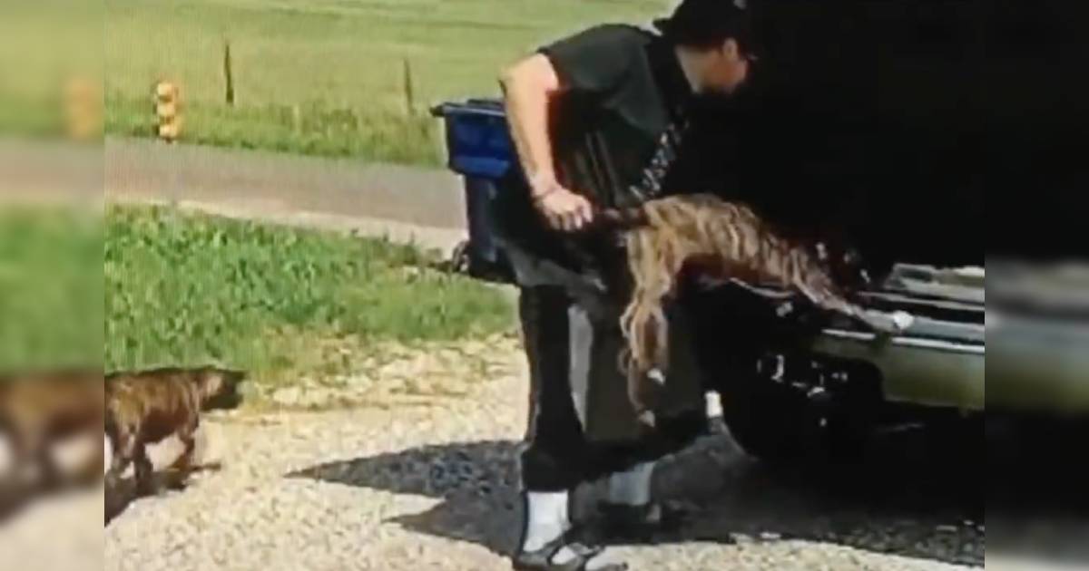 Un homme filmé en train de jeter des chiots sur le bord de la route