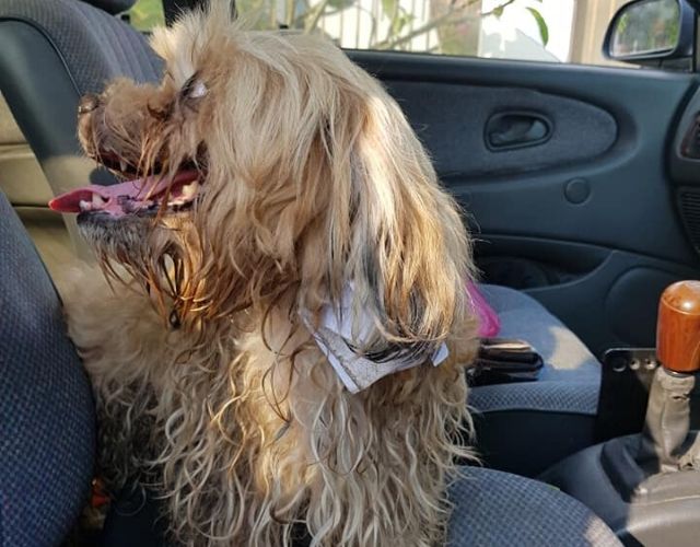 Un homme trouve une note déchirante sur Stray et passe à l'action
