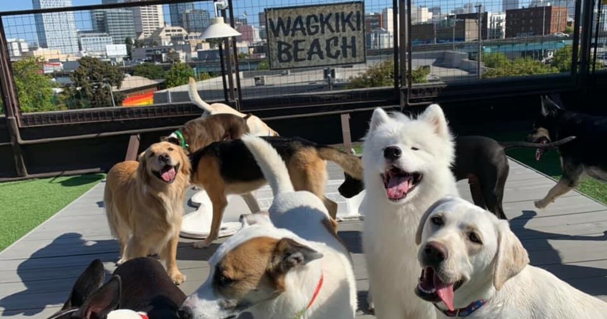 Un hôtel "de luxe" pour animaux de compagnie accusé de négliger ses résidents