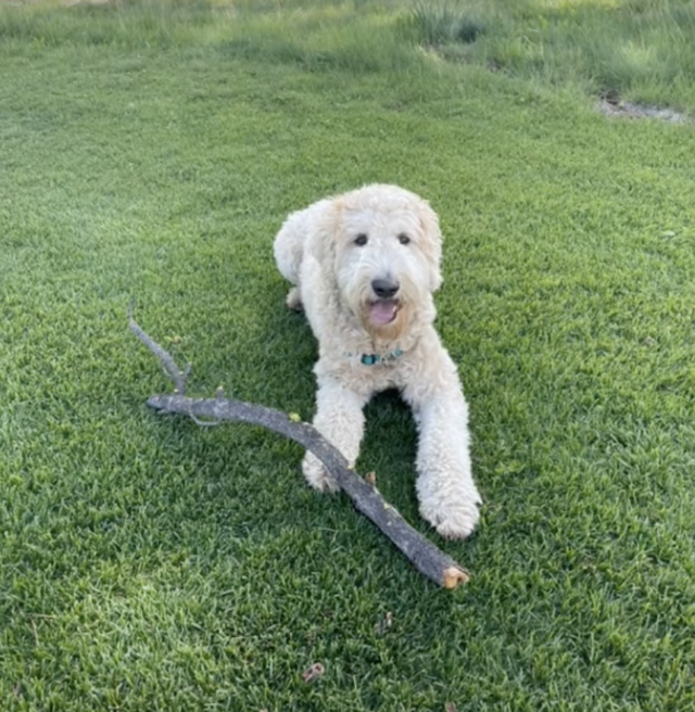 Le chien va à la garderie