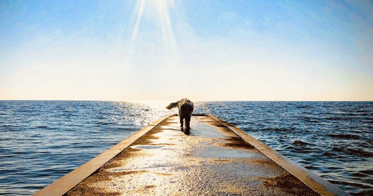 Un père en deuil emmène un chien âgé atteint d'un cancer lors d'une dernière promenade chez le vétérinaire
