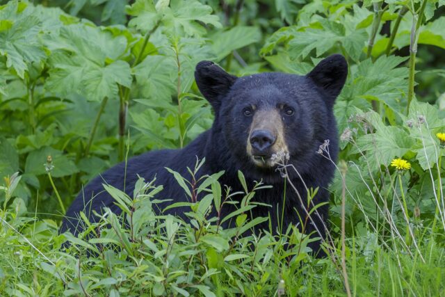 Un petit chien charge un ours attaquant pour sauver la vie de son humain
