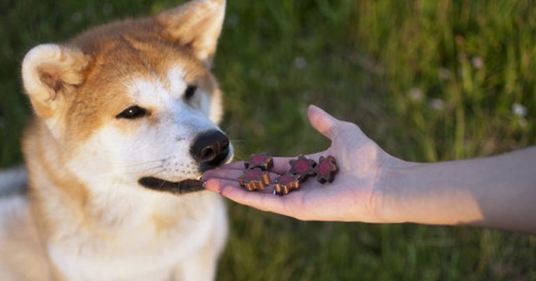 Votre Akita est-il un mangeur difficile ?  Essayez ce simple hack.
