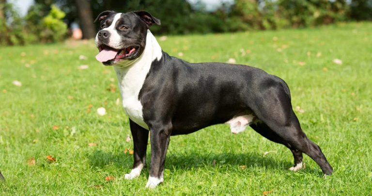 Votre American Staffordshire Terrier est-il un mangeur difficile ?  Essayez ce simple hack.