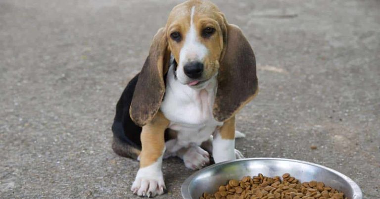 Votre Basset Hound est-il un mangeur difficile ?  Essayez ce simple hack.