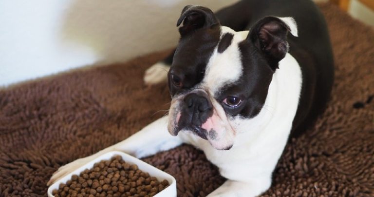 Votre Boston Terrier est-il un mangeur difficile ?  Essayez ce simple hack.