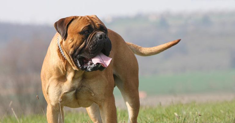 Votre Bullmastiff est-il un mangeur difficile ?  Essayez ce simple hack.