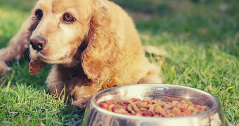 Votre Cocker Spaniel est-il un mangeur difficile ?  Essayez ce simple hack.