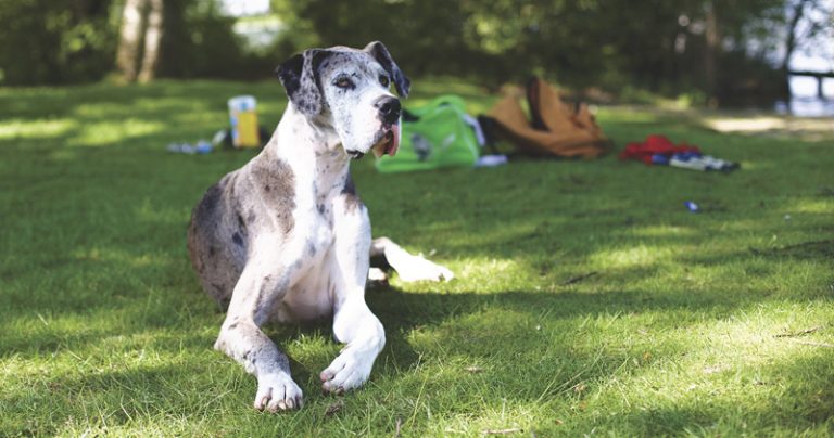 Votre Dogue Allemand est-il un mangeur difficile ?  Essayez ce simple hack.