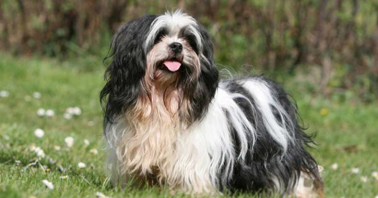 Votre Lhassa Apso est-il un mangeur difficile ?  Essayez ce simple hack.