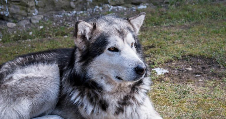 Votre Malamute d’Alaska est-il un mangeur difficile ?  Essayez ce simple hack.