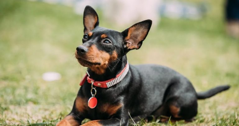 Votre Pinscher nain est-il un mangeur difficile ?  Essayez ce simple hack.