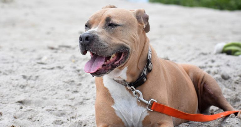 23 choses à considérer avant d’adopter un pitbull