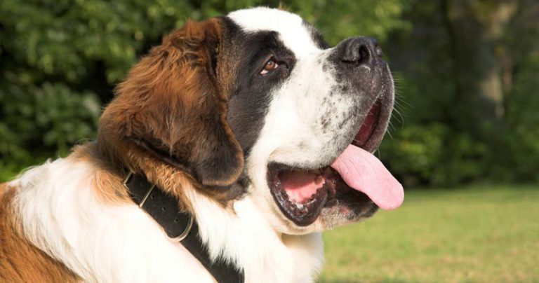 Votre Saint-Bernard est-il un mangeur difficile ?  Essayez ce simple hack.