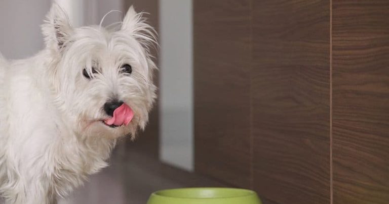 Votre Westie est-il un mangeur difficile ?  Essayez ce simple hack.