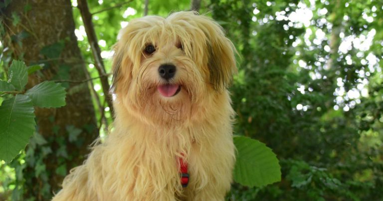 Votre bichon havanais est-il un mangeur difficile ?  Essayez ce simple hack.