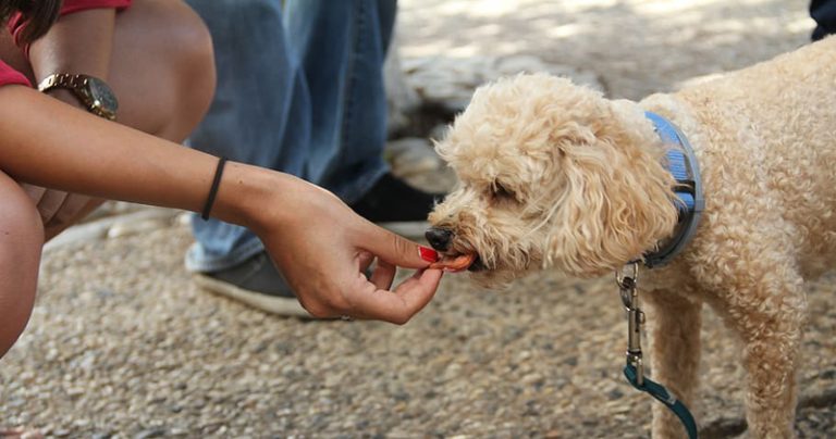 Votre caniche est-il un mangeur difficile ?  Essayez ce simple hack.