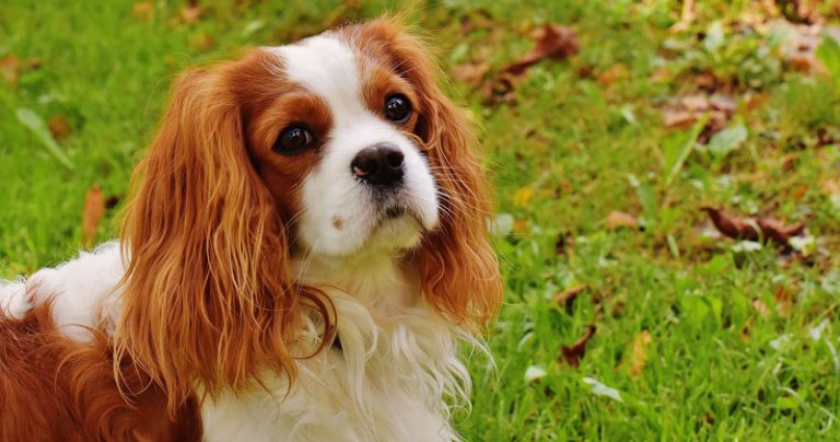 Votre cavalier est-il un mangeur difficile ?  Essayez ce simple hack.