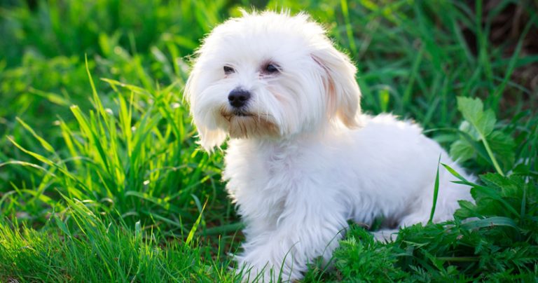 Votre maltais est-il un mangeur difficile ?  Essayez ce simple hack.